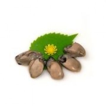 Frozen Oyster Meat (uncooked)