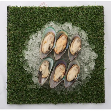 Green Mussels Half Shell (blanched cooked)