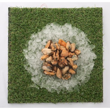 Mussel Meat   (cooked)