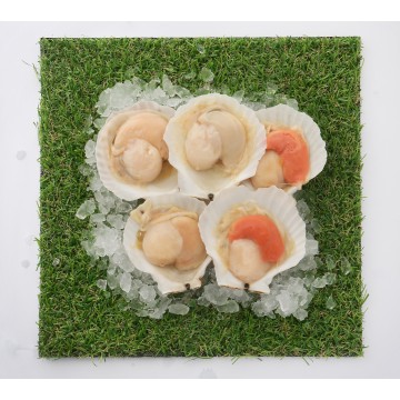 1/2 Shell Scallop Meat