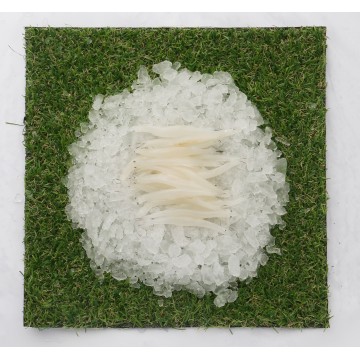 White Bait Fish / Silverfish