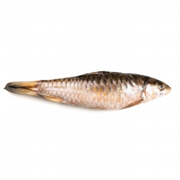 Empurau fish Whole Gutted  忘不了鱼